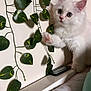 kitten, cat, white_cat, fluffy, paw, green_leaves, artificial_plants, remote_control, curious, pet, indoor, wall, ledges, cute, animal, feline, young_cat, soft_fur, domestic_cat, close_up