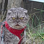 cat, gray_cat, outdoor, grass, harness, pet, animal, fur, whiskers, closeup, nature, serious_expression, folded_ears, leash, muzzle, yellow_eyes, wood, background_blur, wildlife, portrait