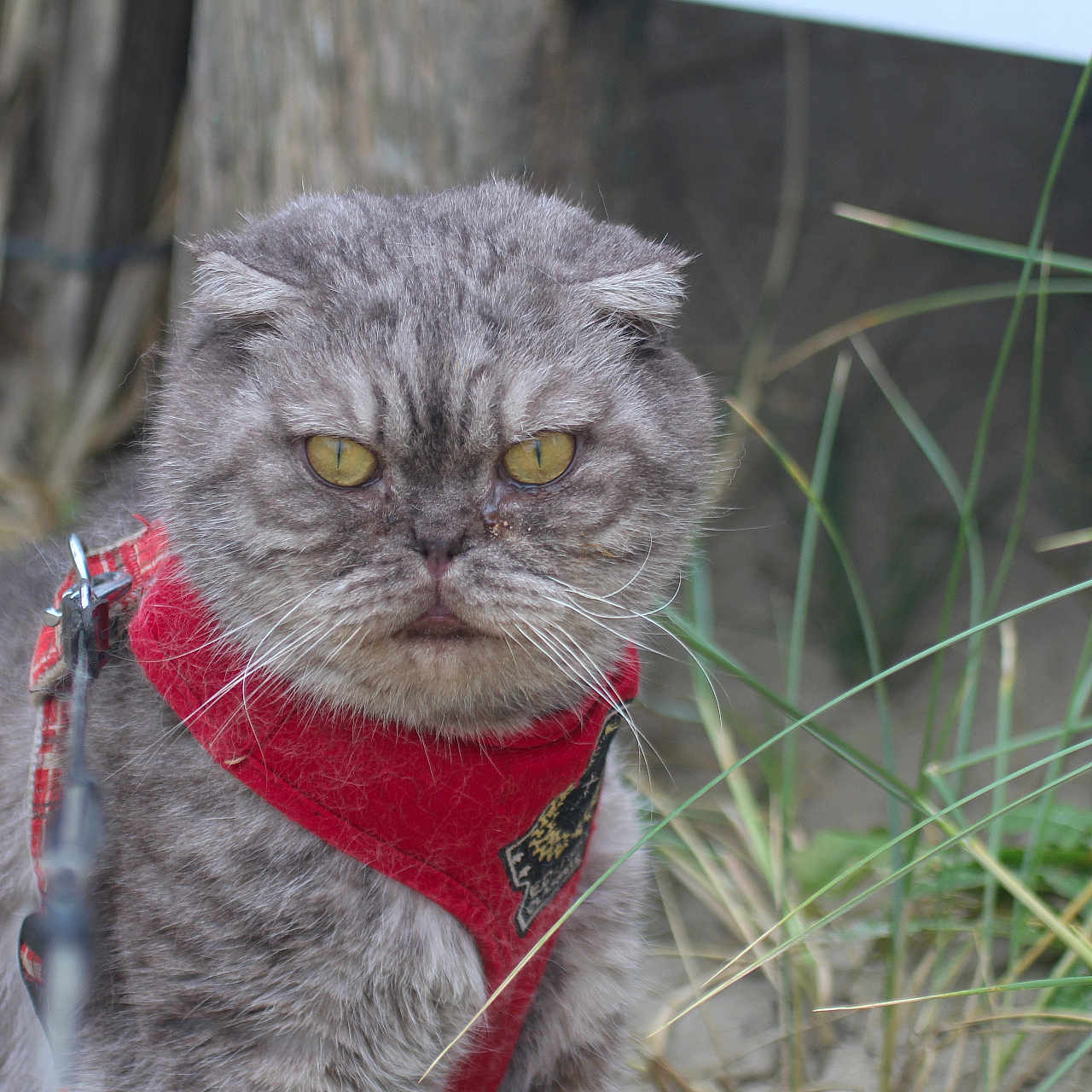 Coton a rejoint le concours — aidez-le/la à gagner de superbes lots ! animal, background_blur, cat, closeup, folded_ears, fur, grass, gray_cat, harness, leash, muzzle, nature, outdoor, pet, portrait, serious_expression, whiskers, wildlife, wood, yellow_eyes