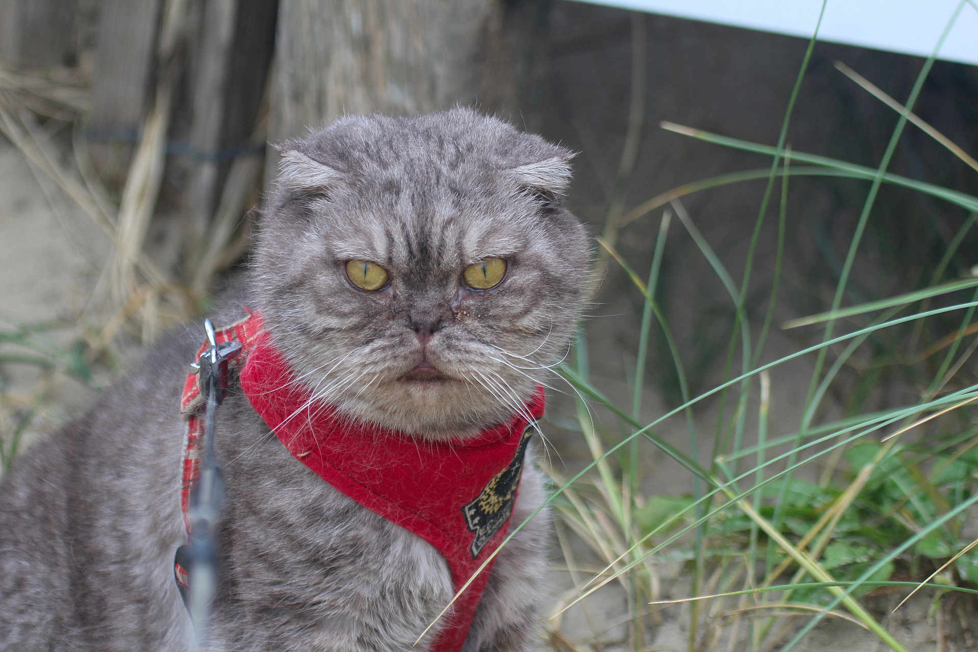 Coton a rejoint le concours — aidez-le/la à gagner de superbes lots ! cat, gray_cat, outdoor, grass, harness, pet, animal, fur, whiskers, closeup, nature, serious_expression, folded_ears, leash, muzzle, yellow_eyes, wood, background_blur, wildlife, portrait