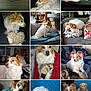 Mady a rejoint le concours — aidez-le/la à gagner de superbes lots ! dog, white, brown, stuffed_toy, couch, bed, indoor, pet, relaxed, curious, sleeping, playing, home, furniture, blanket, bookcase, soft_toy, animal, companion, portrait