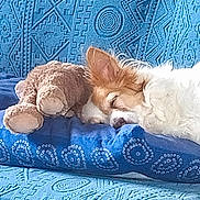 Mady participe au concours pour gagner de l'argent avec cette photo : dog, sleeping, couch, blue, plush_toy, teddy_bear, patterned_fabric, cozy, resting, pet, indoor, fur, ear, nose, pillow, comfort, home, relaxation, soft, nap