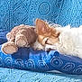 dog, sleeping, couch, blue, plush_toy, teddy_bear, patterned_fabric, cozy, resting, pet, indoor, fur, ear, nose, pillow, comfort, home, relaxation, soft, nap