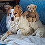 Mady a rejoint le concours — aidez-le/la à gagner de superbes lots ! animal, bed, blanket, canine, cockerspaniel, couch, cushion, dog, furniture, goldenretriever, homedecor, hound, linen, pet, pillow, plush, puppy, teddybear, terrier, toy