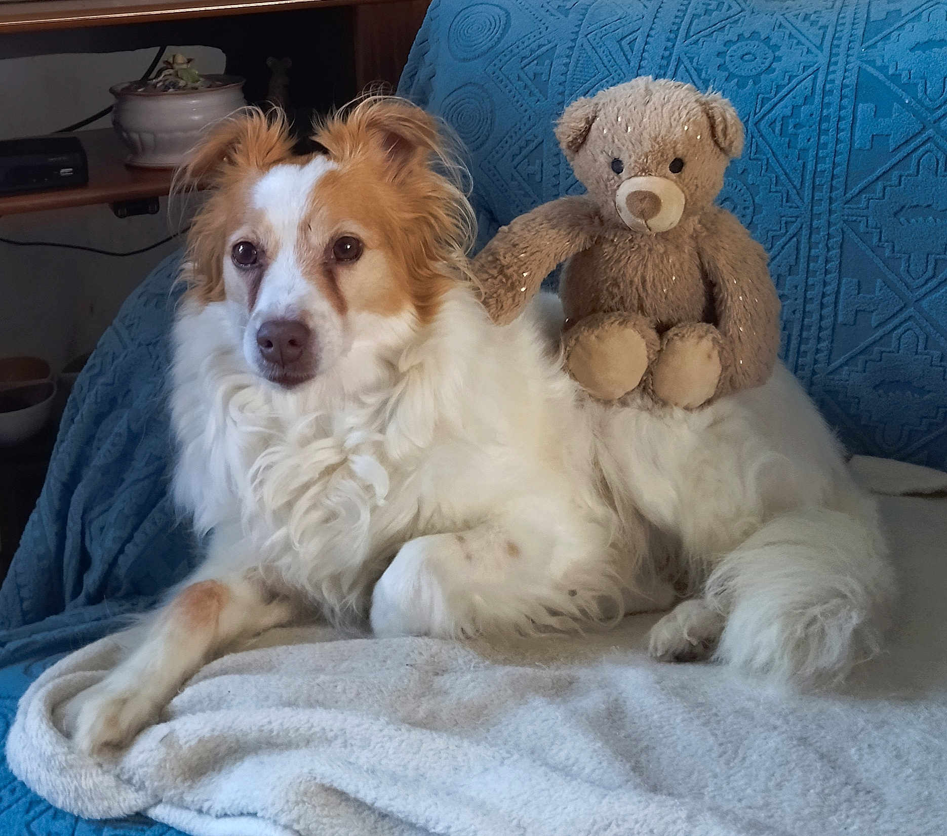 Mady a rejoint le concours — aidez-le/la à gagner de superbes lots ! animal, bed, blanket, canine, cockerspaniel, couch, cushion, dog, furniture, goldenretriever, homedecor, hound, linen, pet, pillow, plush, puppy, teddybear, terrier, toy