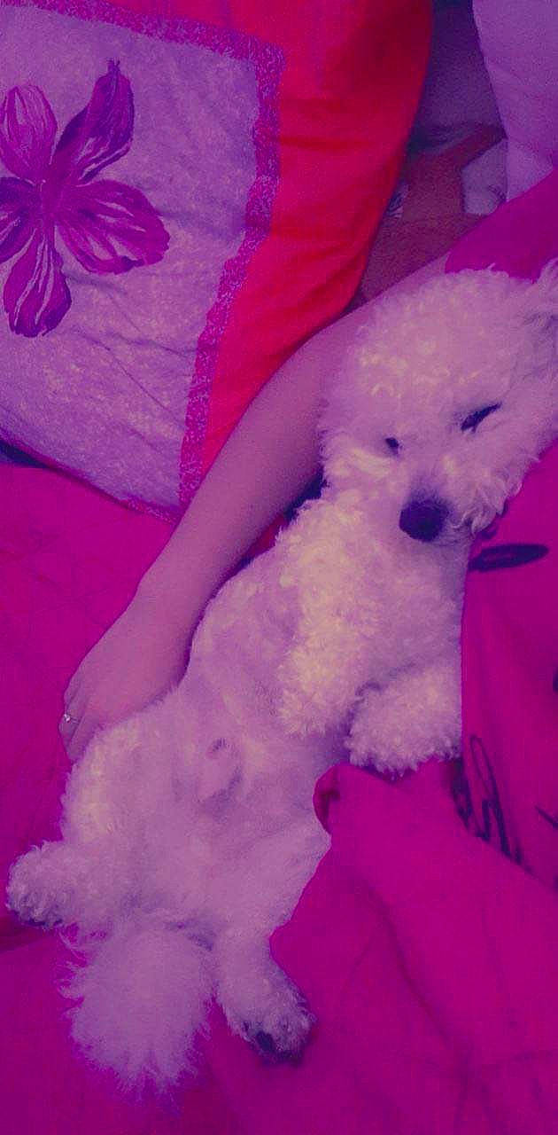 Paco a rejoint le concours — aidez-le/la à gagner de superbes lots ! art, carnivore, cloud, comfort, companion_dog, dog, dog_breed, fur, happy, linens, magenta, pink, plush, poodle, purple, sporting_group, stuffed_toy, toy, toy_dog, violet