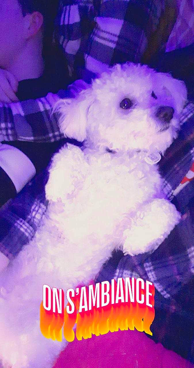 Paco participe au concours pour gagner de l'argent avec cette photo : art, bichon, canidae, carnivore, companion_dog, dog_breed, font, fur, magenta, non_sporting_group, photo_caption, purple, sky, snout, stuffed_toy, teddy_bear, toy, toy_dog