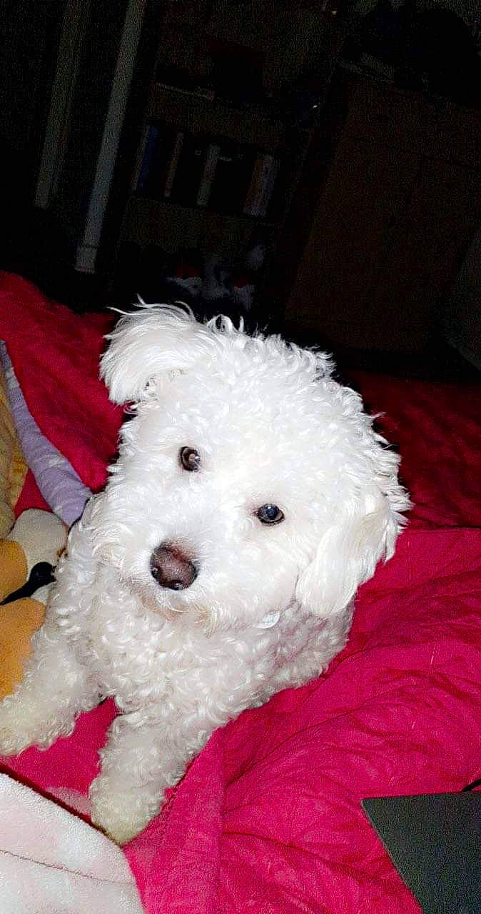 Paco a rejoint le concours — aidez-le/la à gagner de superbes lots ! canidae, carnivore, companion_dog, dog, dog_breed, fur, maltepoo, non_sporting_group, poodle, puppy, room, small_terrier, snout, sporting_group, stuffed_toy, terrier, toy, toy_dog, working_animal