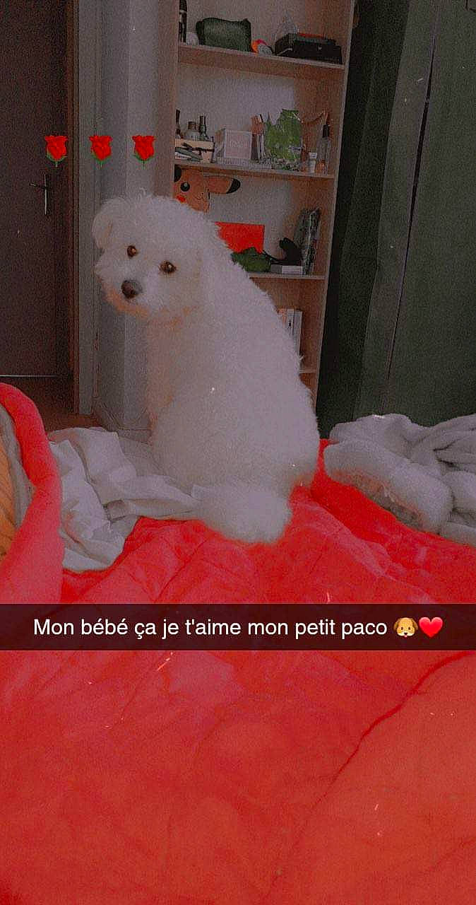 Paco participe au concours pour gagner de l'argent avec cette photo : art, bichon, canidae, carnivore, comfort, companion_dog, dog, dog_breed, fawn, flooring, font, fur, non_sporting_group, poodle, room, shelf, small_to_medium_sized_cats, sporting_group, toy_dog, working_animal