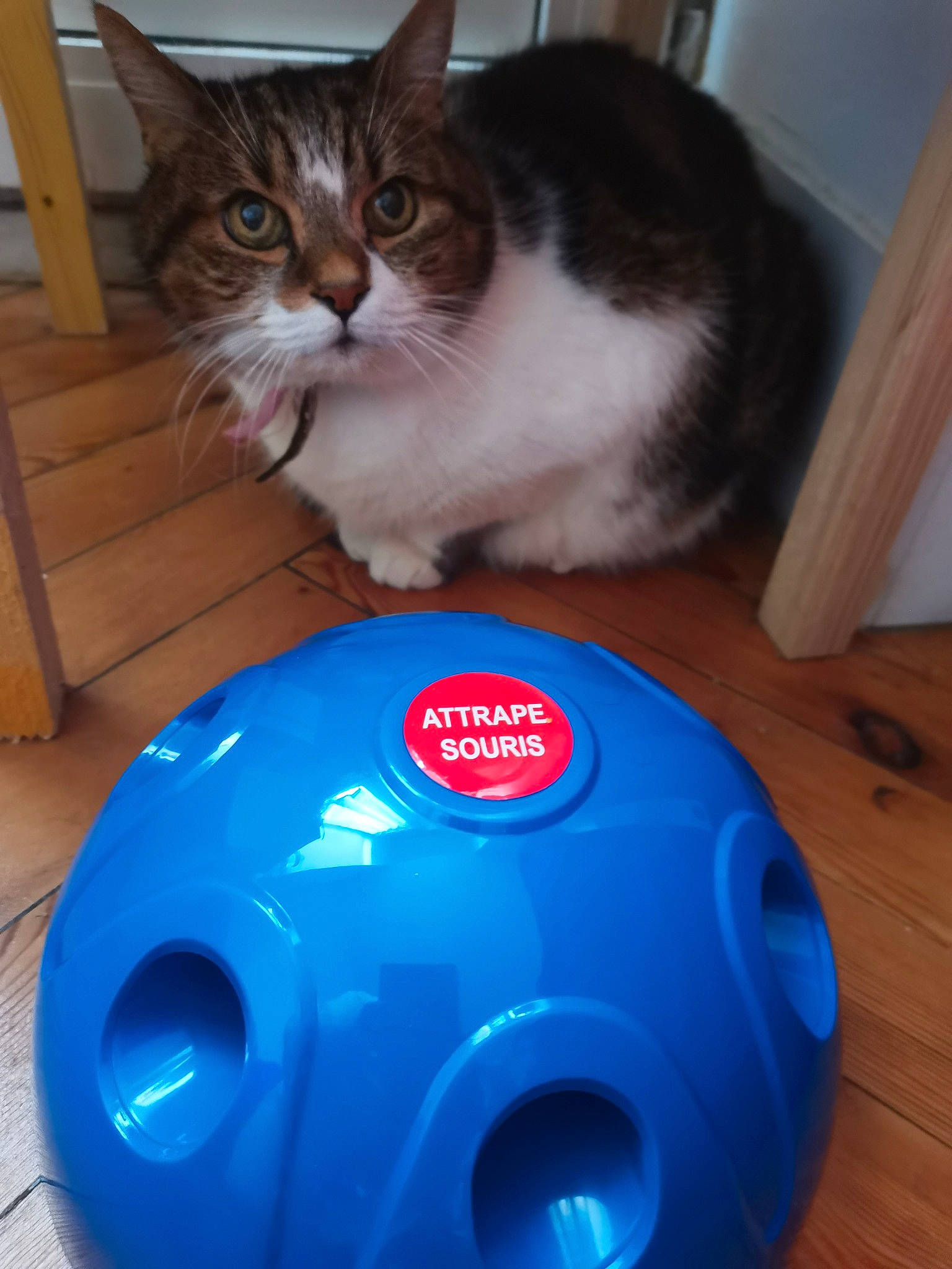 Caline a rejoint le concours — aidez-le/la à gagner de superbes lots ! box, carnivore, cat, cat_supply, circle, domestic_short_haired_cat, electric_blue, felidae, font, fur, hardwood, personal_protective_equipment, pet_supply, plastic, recreation, small_to_medium_sized_cats, whiskers, wood