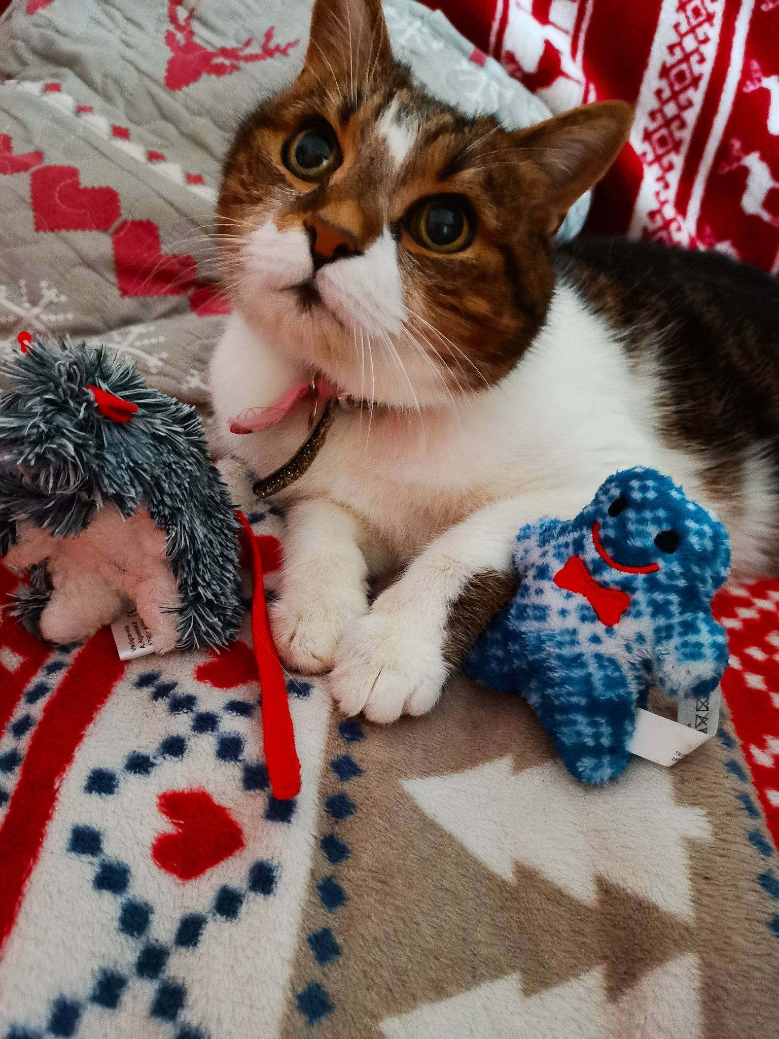 Caline participe au concours pour gagner de l'argent avec cette photo : art, beard, carnivore, cat, comfort, domestic_short_haired_cat, fawn, felidae, fur, happy, linens, pattern, paw, plaid, small_to_medium_sized_cats, tail, textile, vertebrate, whiskers, woven_fabric