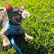 Deimos is registered to the contest to win money with this photo: blue_harness, bokeh, cat, close_up, cute, dandelion, grass, greenery, kitten, leash, mouth_open, outdoor, pet, pet_accessory, playful, portrait, sitting, summer, sunlight, whiskers