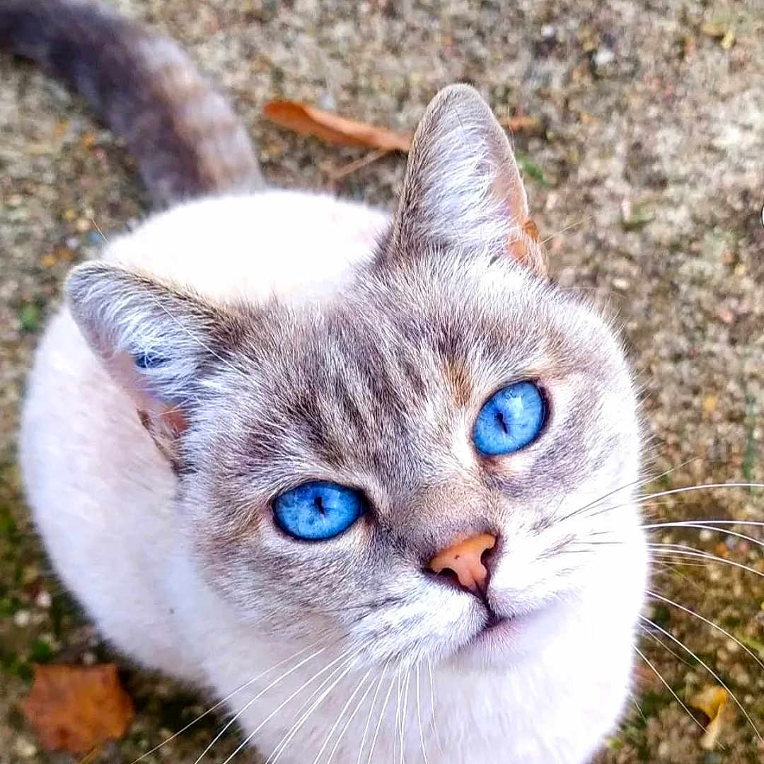 Pakeha participe au concours pour gagner de l'argent avec cette photo : animal, blue_eyes, cat, close_up, curious, cute, domestic_cat, feline, fur, ground, looking_up, mammal, nature, outdoor, pet, portrait, small, soft, tail, whiskers