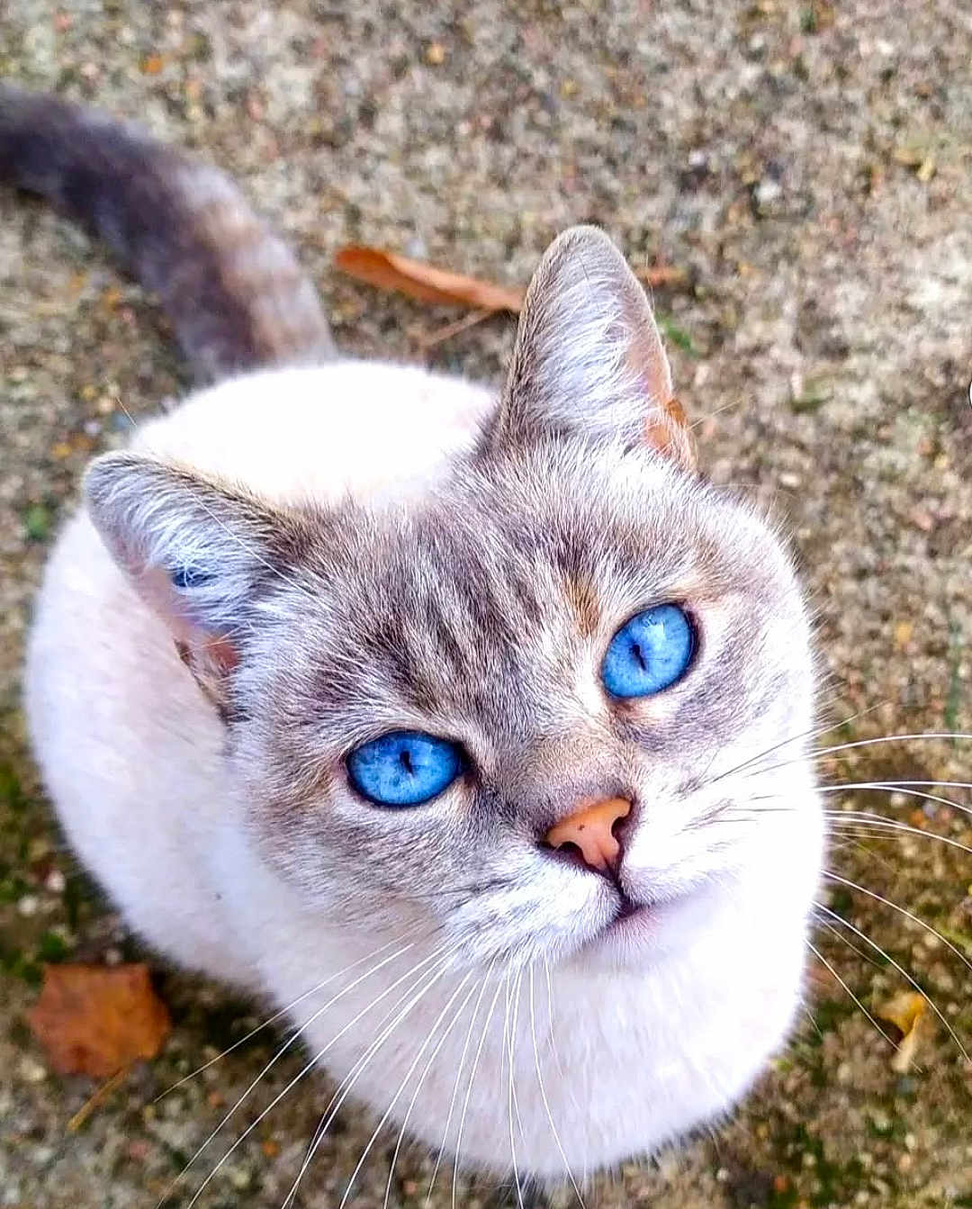Pakeha participe au concours pour gagner de l'argent avec cette photo : cat, blue_eyes, close_up, fur, whiskers, outdoor, animal, pet, curious, looking_up, tail, cute, mammal, nature, ground, small, domestic_cat, portrait, soft, feline