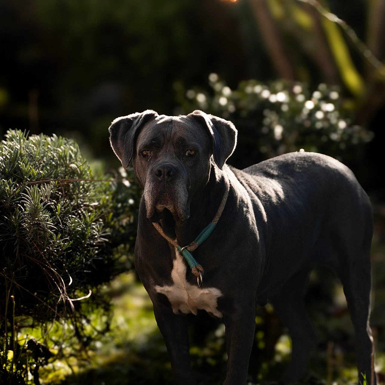 Keïla a rejoint le concours — aidez-le/la à gagner de superbes lots ! animal, canine, collar, daylight, dog, domestic_animal, eyes, fur, garden, grass, greenery, leaf, mammal, nature, outdoor, pet, plant, portrait, standing, sunlight