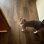Smokey joined the competition — help win amazing prizes! baseboard, cat, curious, cute, domestic_cat, doorway, feline, floor_boarding, gray_cat, green_eyes, hallway, hardwood_floor, indoor, looking_up, pet, rug, standing, whiskers, white_paws, wooden_floor