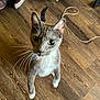 cat, domestic_cat, gray_cat, white_chest, whiskers, tongue_out, green_eyes, standing, hind_legs, paws, hardwood_floor, indoor, pet, curious, close_up, couch, sneakers, sock, cable, portrait