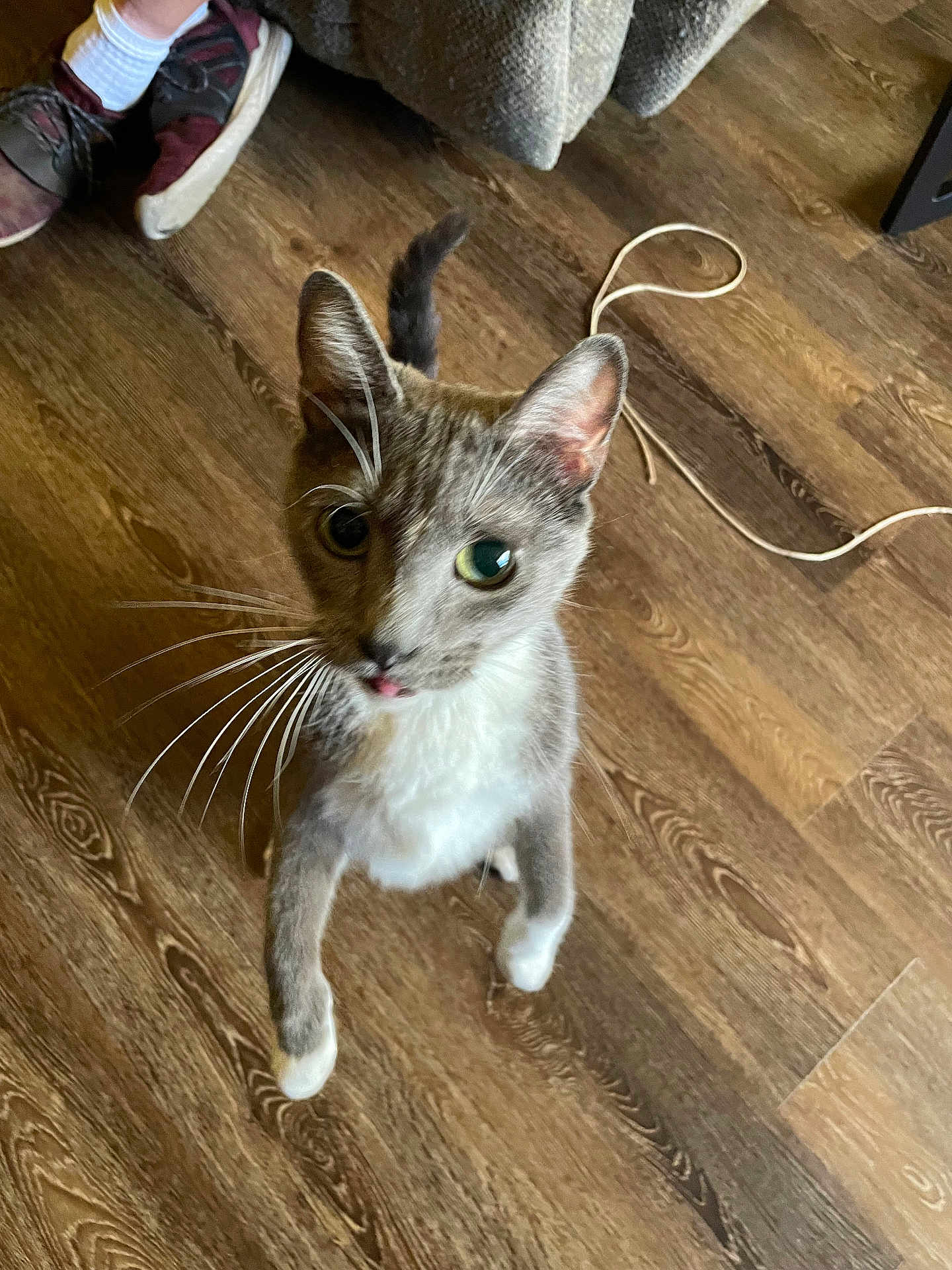 Smokey joined the competition — help win amazing prizes! cat, domestic_cat, gray_cat, white_chest, whiskers, tongue_out, green_eyes, standing, hind_legs, paws, hardwood_floor, indoor, pet, curious, close_up, couch, sneakers, sock, cable, portrait