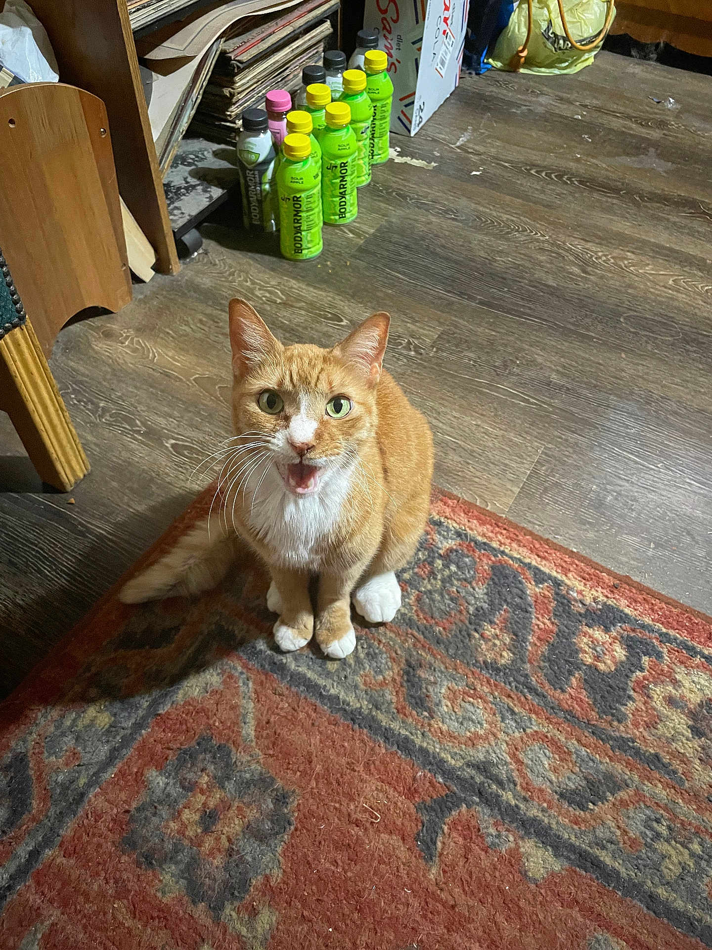 Garfield is registered to the contest to win money with this photo: cat, ginger_cat, pet, indoor, patterned_rug, wood_floor, bottles, shelf, whiskers, sitting, looking_up, meowing, green_eyes, paws, home_interior, cardboard_box, clutter, cupboard, flooring, cozy