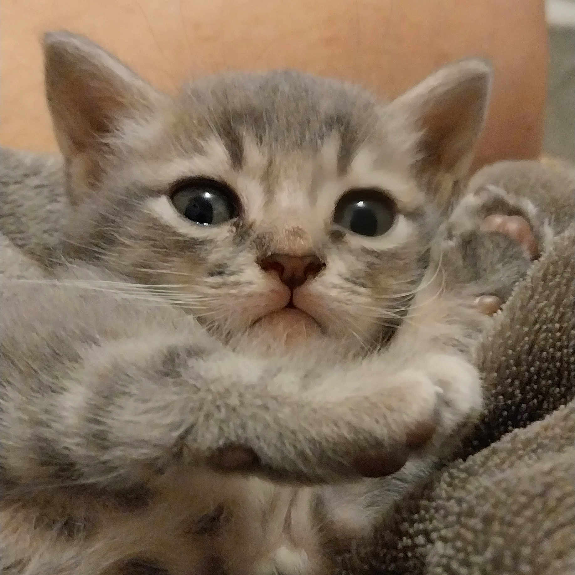 Frimousse