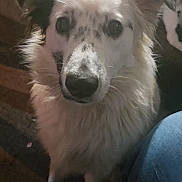 Cookies is registered to the contest to win money with this photo: animal, black_spots, blanket, canine, carpet, closeup, curious, dog, ears, face, fluffy, fur, home, human_leg, indoor, jeans, looking, pet, sitting, white_dog