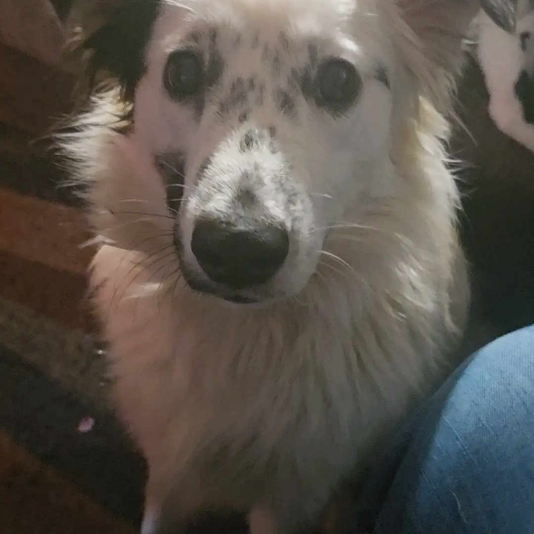 Cookies is registered to the contest to win money with this photo: animal, black_spots, blanket, canine, carpet, closeup, curious, dog, ears, face, fluffy, fur, home, human_leg, indoor, jeans, looking, pet, sitting, white_dog