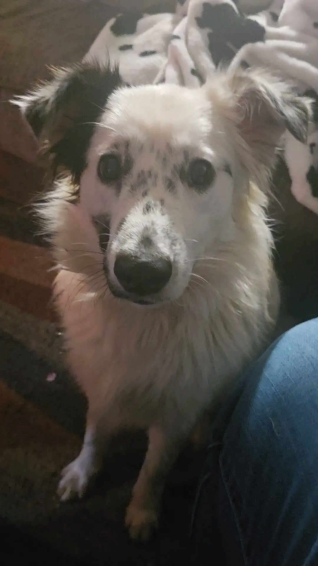 Cookies is registered to the contest to win money with this photo: animal, black_spots, blanket, canine, carpet, closeup, curious, dog, ears, face, fluffy, fur, home, human_leg, indoor, jeans, looking, pet, sitting, white_dog