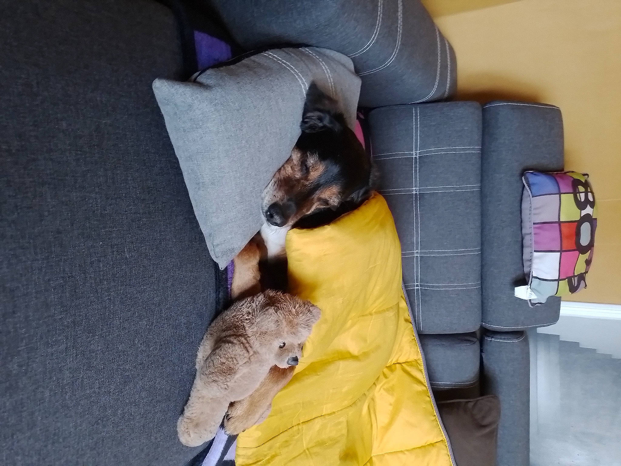 Fripon participe au concours pour gagner de l'argent avec cette photo : armrest, canidae, carnivore, comfort, companion_dog, couch, dog, dog_breed, fawn, felidae, flooring, fur, grey, mammal, room, small_to_medium_sized_cats, sporting_group, studio_couch, tail, whiskers