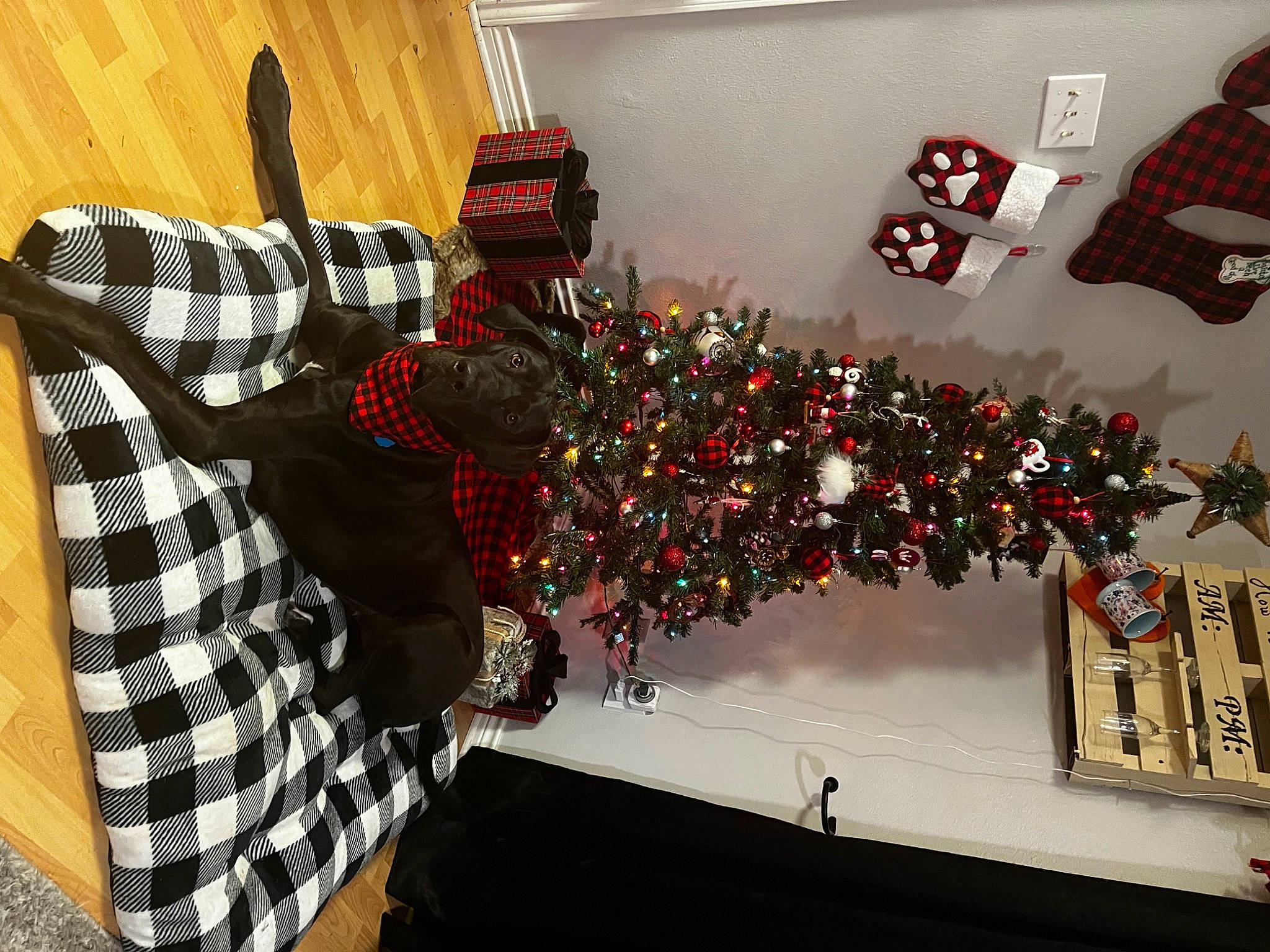 Sylvie joined the competition — help win amazing prizes! carmine, christmas, christmas_decoration, christmas_eve, christmas_ornament, christmas_tree, design, event, holiday, holiday_ornament, house, interior_design, ornament, plant, room, sleeve, tartan, tree, winter, wood