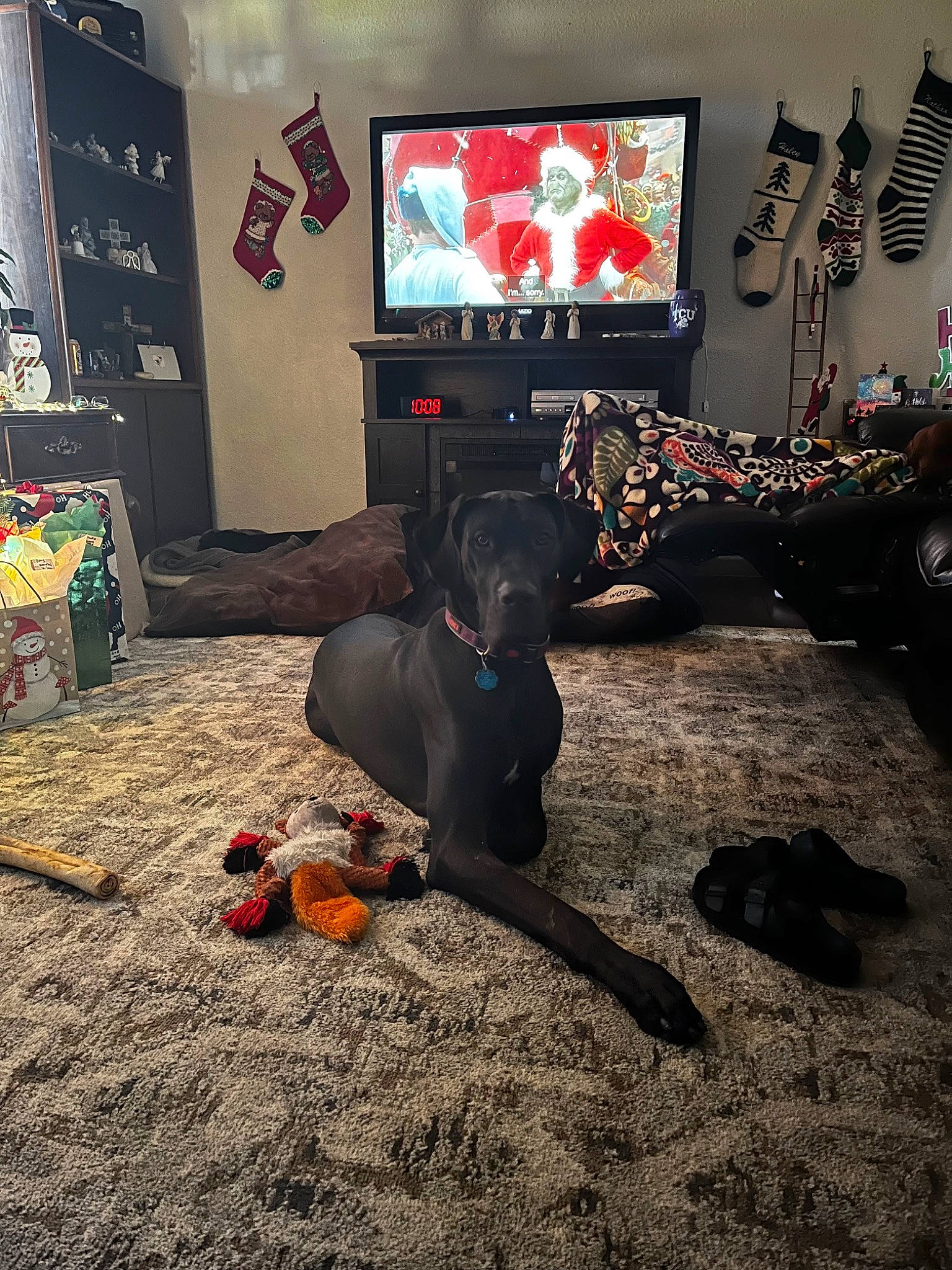 Sylvie joined the competition — help win amazing prizes! art, carmine, display_device, dog_breed, event, flooring, fun, games, house, living_room, picture_frame, play, pumpkin, recreation, room, stuffed_toy, television, television_set, toy, tree