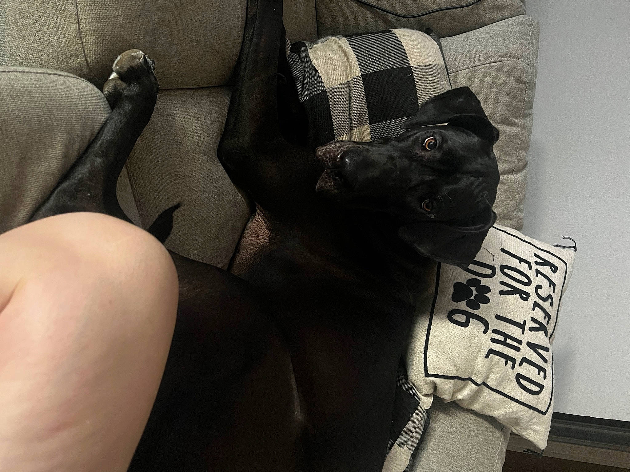 Sylvie joined the competition — help win amazing prizes! bag, carmine, carnivore, comfort, companion_dog, dog, elbow, fashion_accessory, font, foot, grey, human_leg, knee, mammal, pattern, sleeve, textile, thigh, tints_and_shades, vertebrate