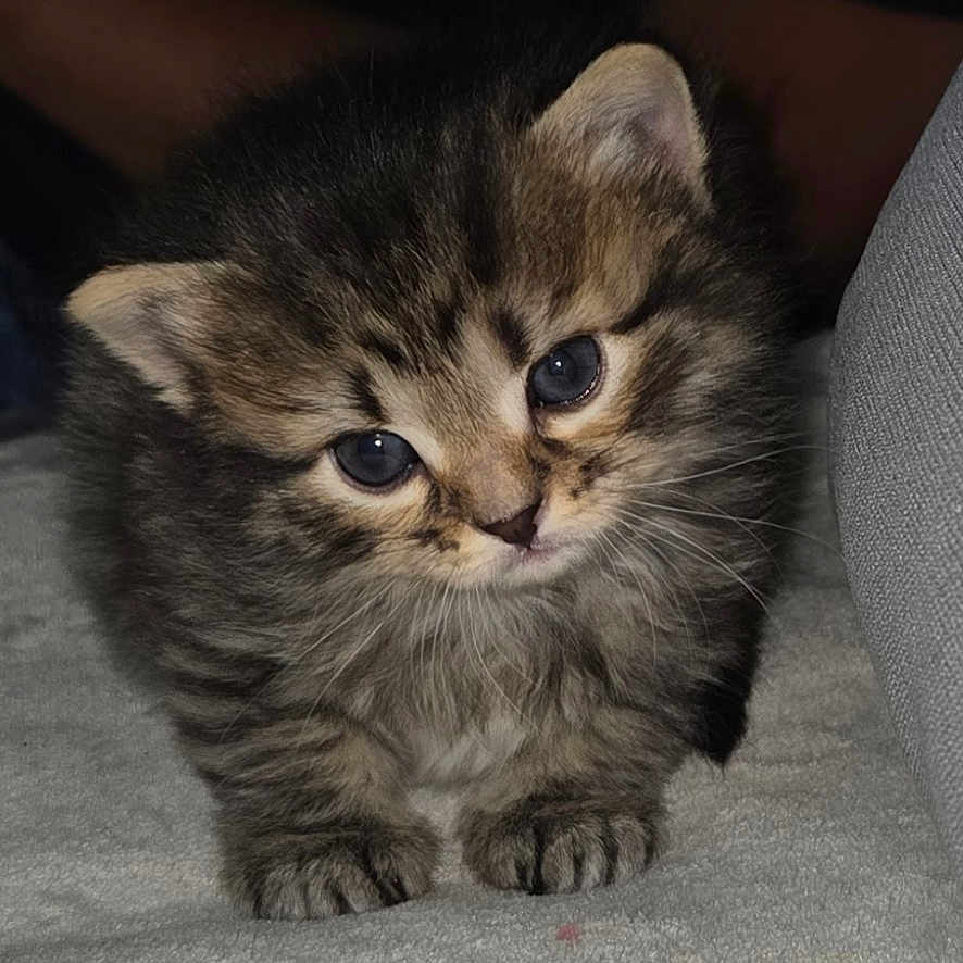 Cacahuète a rejoint le concours — aidez-le/la à gagner de superbes lots ! adorable, animal, blue_eyes, carpet, cat, close_up, curious, cute, domestic, feline, fluffy, fur, indoor, kitten, paws, pet, resting, small, whiskers, young