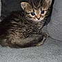 Cacahuète participe au concours pour gagner de l'argent avec cette photo : kitten, cat, tabby, feline, pet, young, curious, fur, whiskers, cushion, indoor, cozy, soft, cute, small, animal, resting, closeup, portrait, domestic