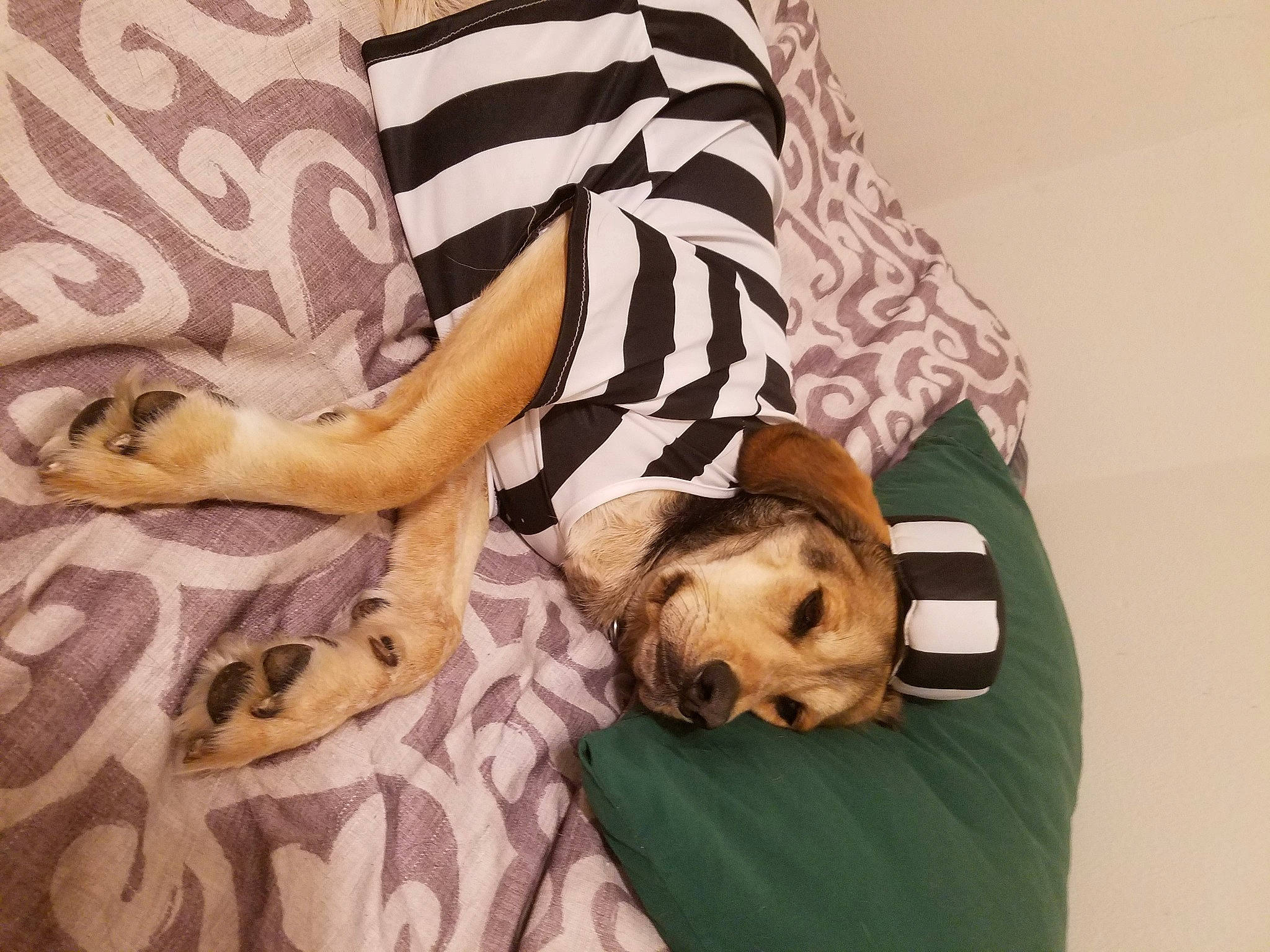 Duncan joined the competition — help win amazing prizes! bed, bedtime, canidae, carnivore, comfort, companion_dog, couch, dog, dog_breed, dog_supply, fawn, fur, human_leg, linens, nap, pillow, room, sporting_group, thigh, throw_pillow