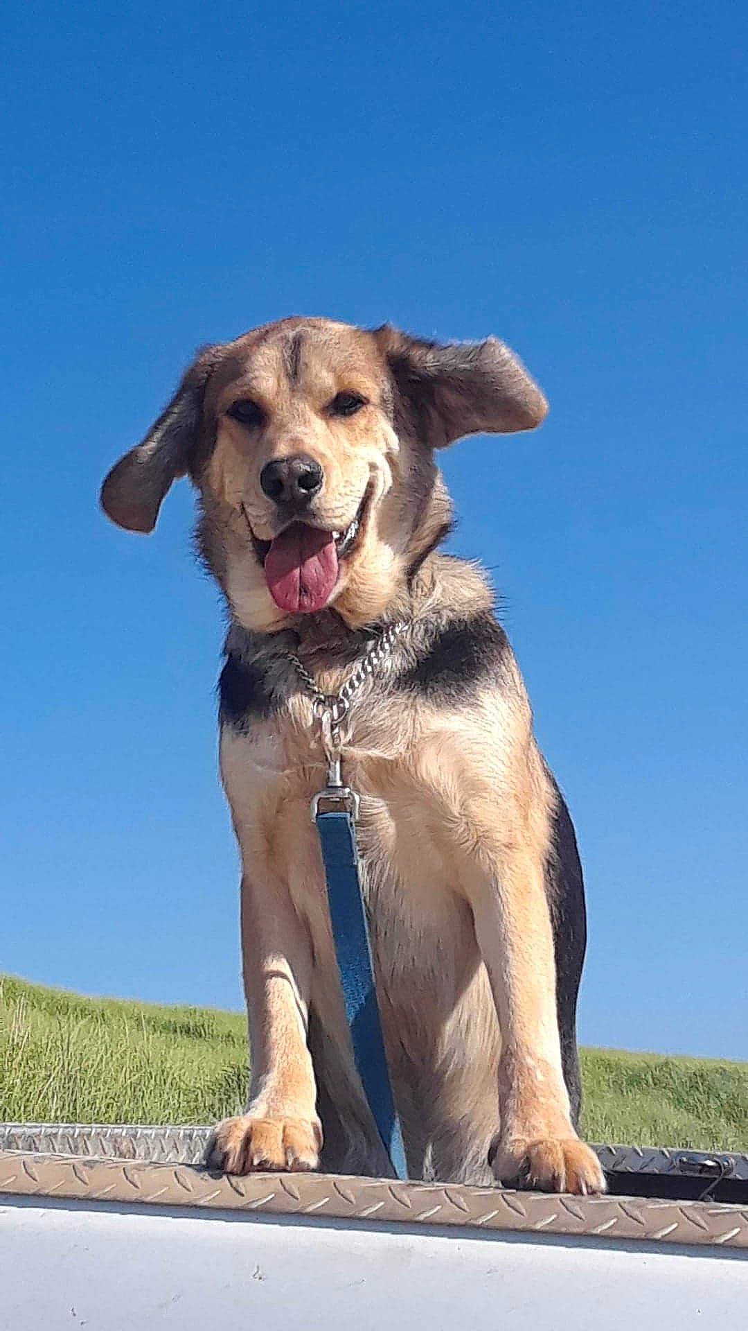 Duncan joined the competition — help win amazing prizes! canidae, carnivore, collar, companion_dog, dog, dog_breed, dog_collar, dog_supply, fawn, guard_dog, gun_dog, hunting_dog, labrador_retriever, landscape, leash, liver, sky, sporting_group, working_animal, working_dog