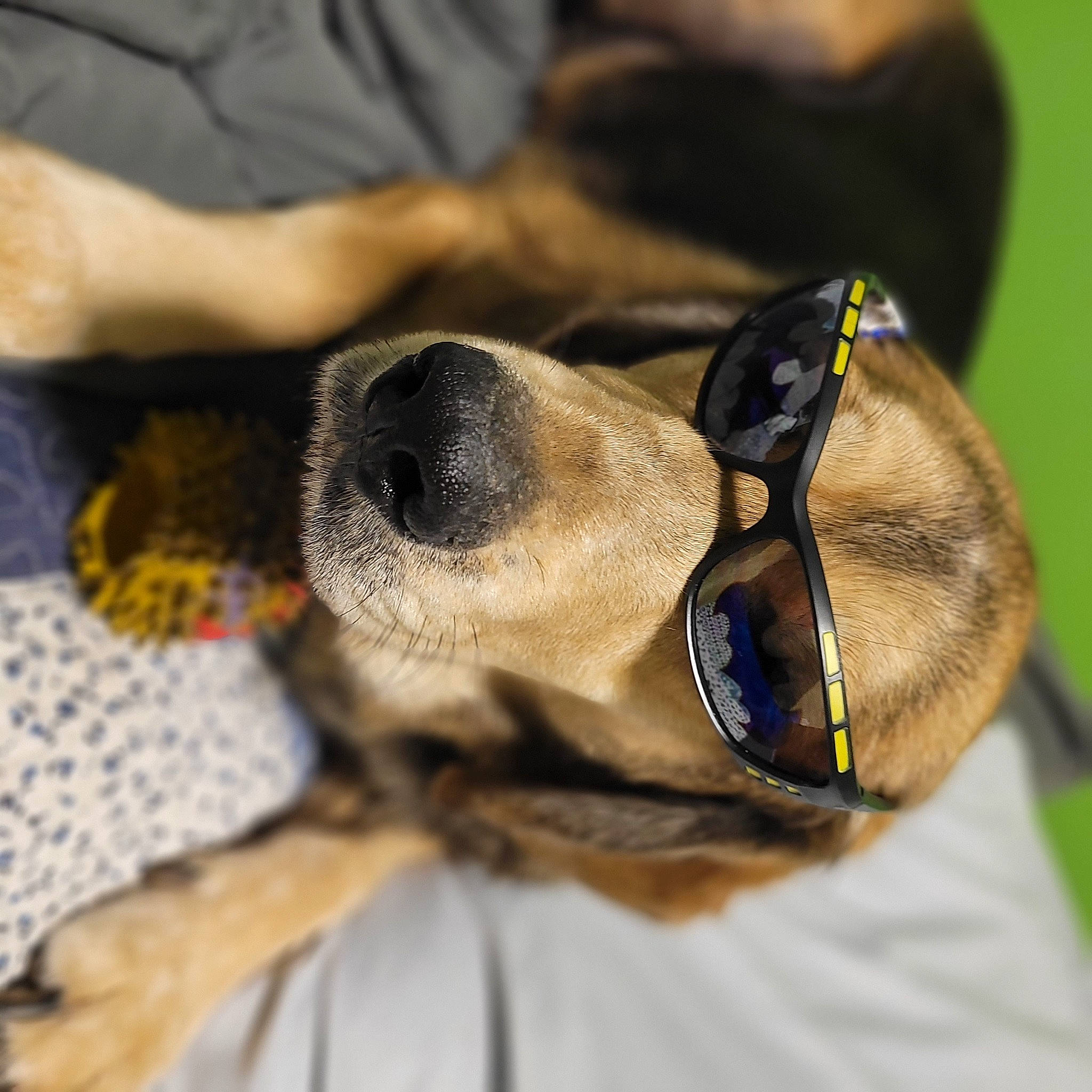 Duncan is registered to the contest to win money with this photo: audio_equipment, canidae, carnivore, collar, comfort, companion_dog, dog, dog_breed, electric_blue, fawn, fur, goggles, hat, paw, personal_protective_equipment, snout, sporting_group, sports_uniform, whiskers, working_animal