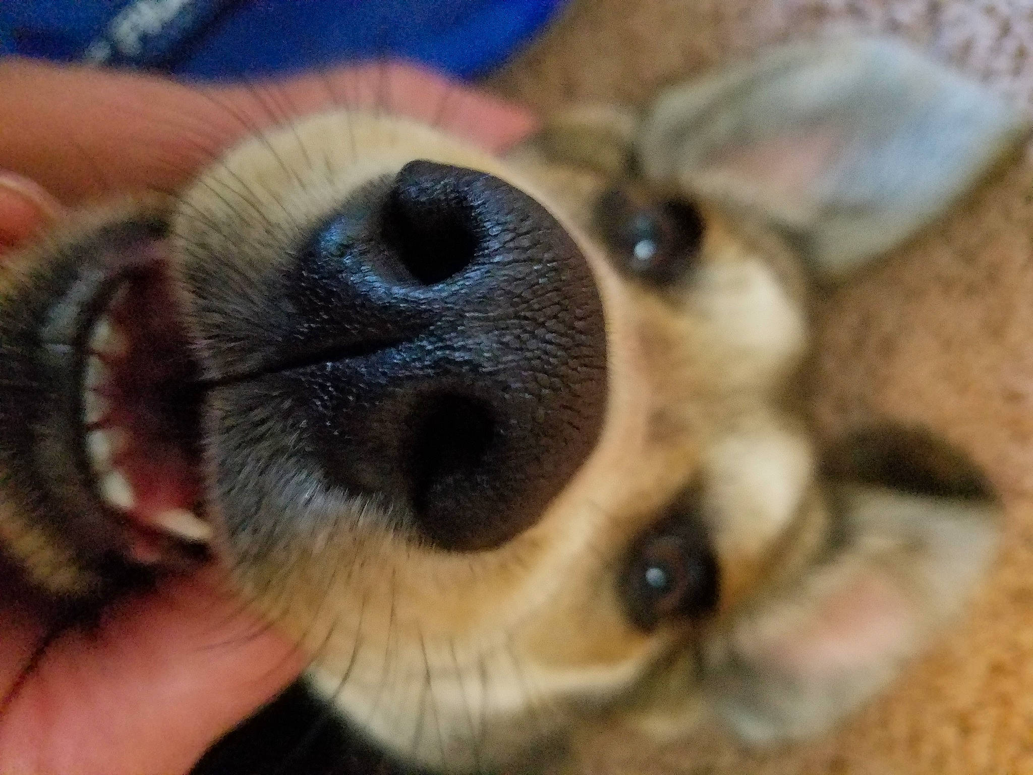 Duncan joined the competition — help win amazing prizes! canidae, carnivore, companion_dog, dog, dog_breed, ear, eye, fawn, fur, head, mammal, nose, paw, plant, snout, sporting_group, toy_dog, vertebrate, whiskers, working_animal