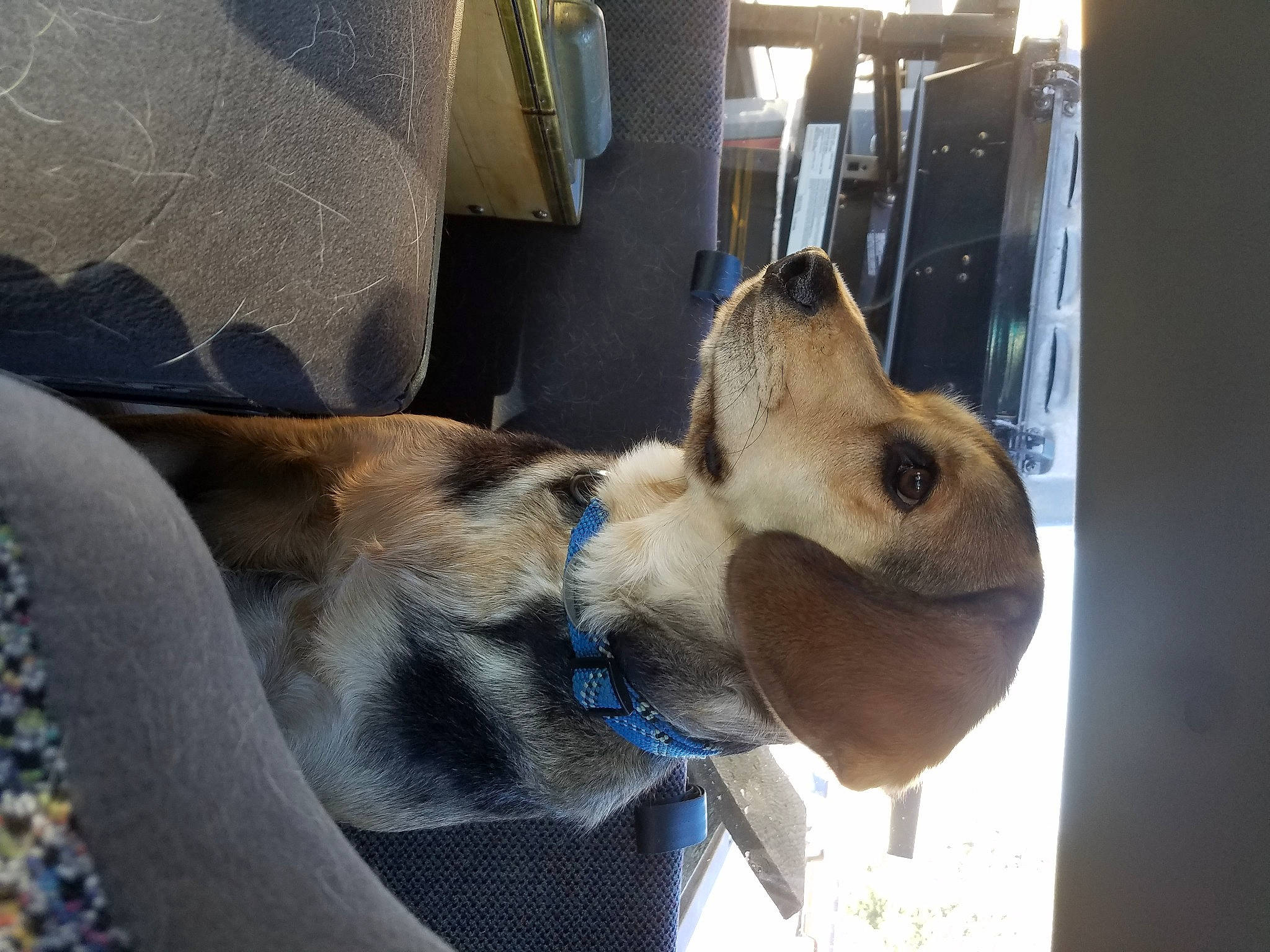 Duncan is registered to the contest to win money with this photo: canidae, carnivore, collar, comfort, companion_dog, dog, dog_breed, fawn, fur, nap, non_sporting_group, pet_supply, small_to_medium_sized_cats, snout, sporting_group, whiskers, working_animal