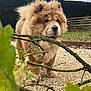 Balou a rejoint le concours — aidez-le/la à gagner de superbes lots ! dog, chow_chow, fluffy, outdoor, gravel, branch, leaf, hedge, fence, cloudy_sky, pet, mammal, animal, nature, garden, brown_fur, portrait, standing, cute, canine