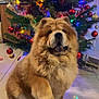 dog, chow_chow, christmas_tree, holiday_decorations, ornaments, colorful_lights, indoor, floor_tiles, pet, cute, fluffy, raising_paw, festive, celebration, home, animal, mammal, furry, decor, christmas