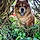 Balou