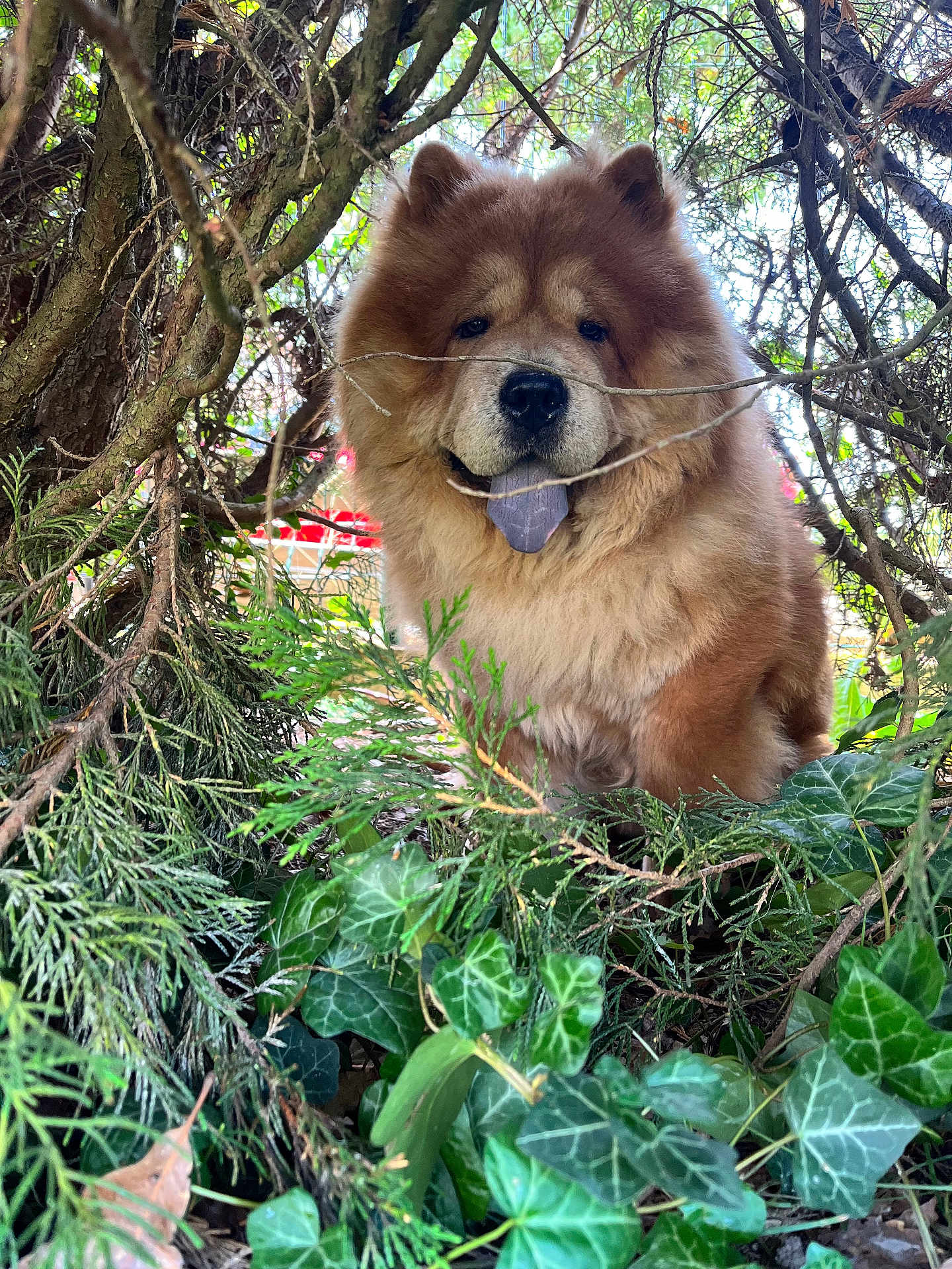 Balou
