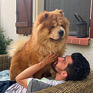 Balou a rejoint le concours — aidez-le/la à gagner de superbes lots ! dog, chow_chow, man, wicker_couch, outdoor, pet, fluffy, brown_dog, relaxing, window, wooden_shutter, hand, face, fur, portrait, happy, home, cushion, casual, interaction