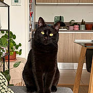 Walter participe au concours pour gagner de l'argent avec cette photo : animal_portrait, black_cat, cat, cozy, curious, domestic_animal, feline, furniture, gray_surface, home_decor, houseplant, indoor, kitchen, modern_interior, pet, plant, sitting, table, wooden_cabinet, yellow_eyes