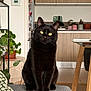 animal_portrait, black_cat, cat, cozy, curious, domestic_animal, feline, furniture, gray_surface, home_decor, houseplant, indoor, kitchen, modern_interior, pet, plant, sitting, table, wooden_cabinet, yellow_eyes