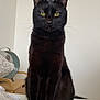 Walter participe au concours pour gagner de l'argent avec cette photo : animal, basket, bed, black_cat, calm, cat, cozy, cute, domestic_cat, feline, fur, household, indoor, looking_at_camera, minimalist_background, pet, portrait, sitting, whiskers, yellow_eyes