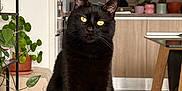Walter a rejoint le concours — aidez-le/la à gagner de superbes lots ! animal_portrait, black_cat, cat, cozy, curious, domestic_animal, feline, furniture, gray_surface, home_decor, houseplant, indoor, kitchen, modern_interior, pet, plant, sitting, table, wooden_cabinet, yellow_eyes