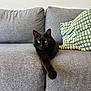 Walter a rejoint le concours — aidez-le/la à gagner de superbes lots ! animal, black_cat, cat, couch, cozy, domestic, feline, furniture, gray_fabric, green_eyes, home, indoor, living_room, paw, pet, pillow, portrait, relaxed, resting, sofa