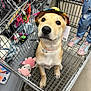 Storm joined the competition — help win amazing prizes! dog, shopping_cart, hat, toy, child, jeans, shoes, store, retail, pet, cute, animal, indoor, colorful, collar, floor, metal, shopping, accessory, playful