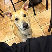 Storm is registered to the contest to win money with this photo: dog, indoor, tile_floor, brown_dog, pet, animal, chair, wooden_chair, looking_up, ears, curious, canine, domestic_animal, floor, collar, chain, waiting, cute, companion, friendly